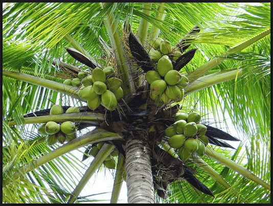 bisnis kelapa
