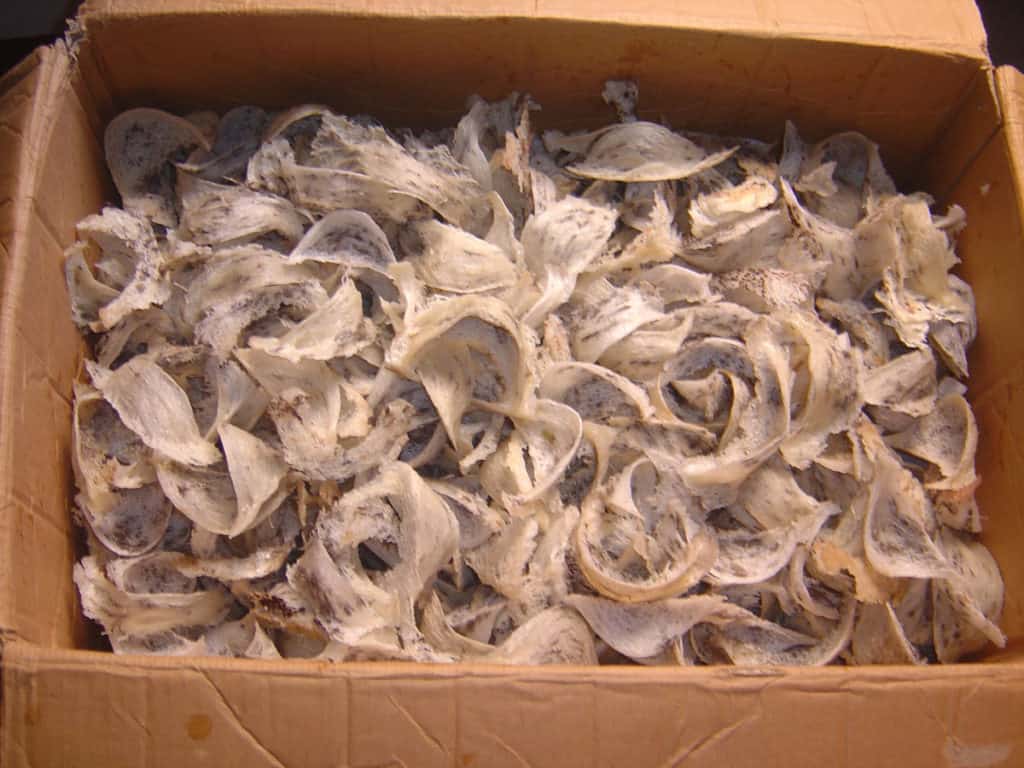 7 Cara Bisnis Walet Untuk Pemula Yang Mudah!